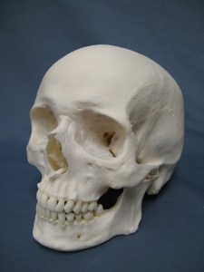 Caucasian_Human_Skull