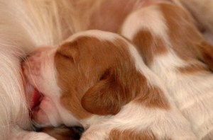 4689865173_95f5607e44_z