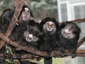 Marmoset_Weids_1