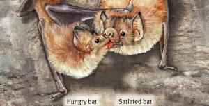 9_13-vampire_cooperation