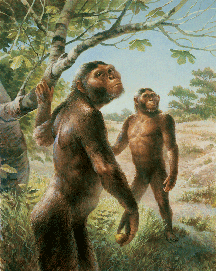 afarensis-reconstruction