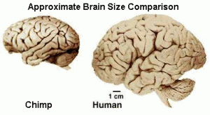 ChimpHumanBrainComp