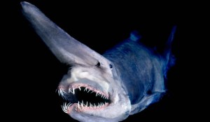 goblin-shark