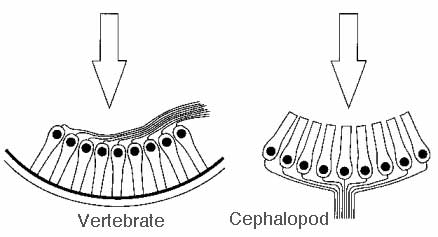The Poor Design of the Human&nbsp;Eye