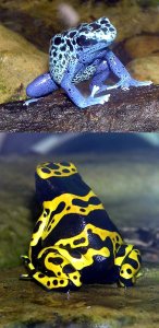 Blue-poison.dart.frog.and.Yellow-banded.dart.frog.arp