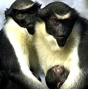 diana-monkey-family