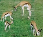 Signaling Theory: How Prey Animals Communicate with their Predators ...