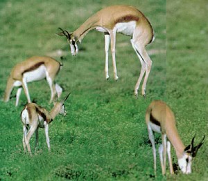 natgeo-springbok2