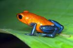 poison-dart-frog1