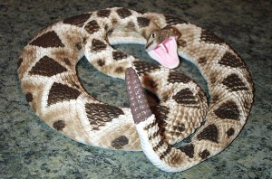 Rattlesnake-Picture1