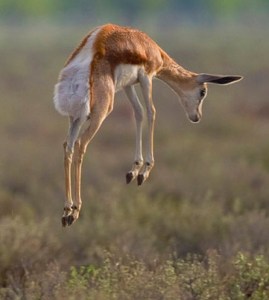Springbok_pronk