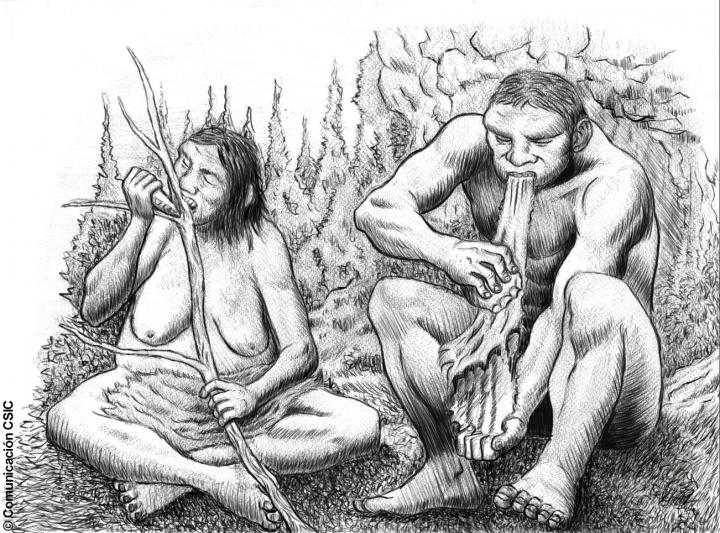 Did Neanderthals Have Gender Roles in their Division of&nbsp;Labor?