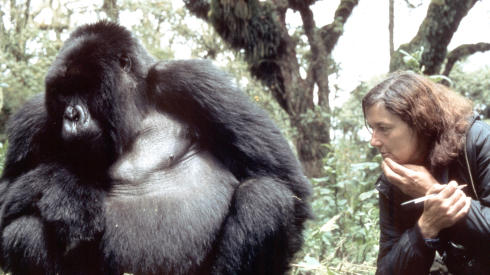 The Trimates The “Trimates,” The Founding Mothers of Primatology – The Human ...