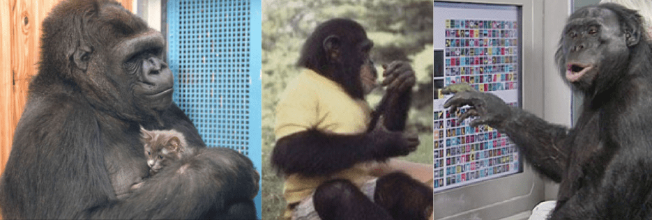 Koko, Washoe, and Kanzi: Three Apes with Human&nbsp;Vocabulary