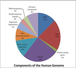 666px-Components_of_the_Human_Genome1