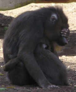 Screen Shot 2015-08-11 at 11.28.49 AM