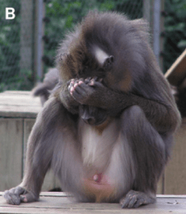 Screen Shot 2015-08-11 at 11.33.19 AM