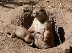 Photo by Gunnar Ries