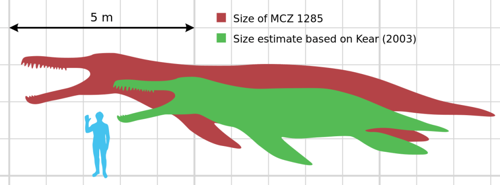 Scale diagram of Kronosaurus queenslandicus from Wiki Creative Commons