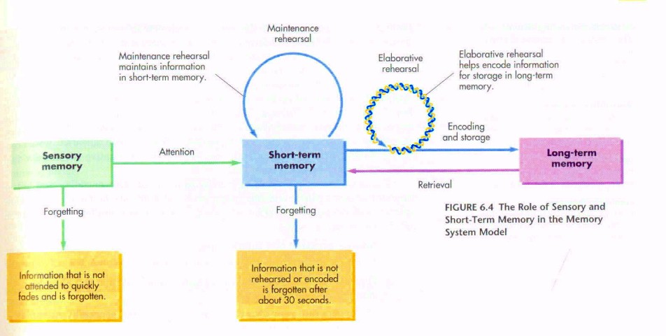 Why does Trauma Cause Memory Distortion? – The Human Evolution Blog