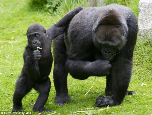 article-2346203-1A70980F000005DC-891_634x479