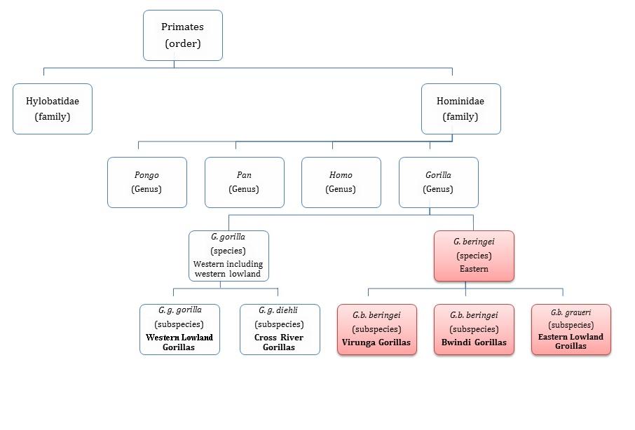 Gorilla_taxonomy