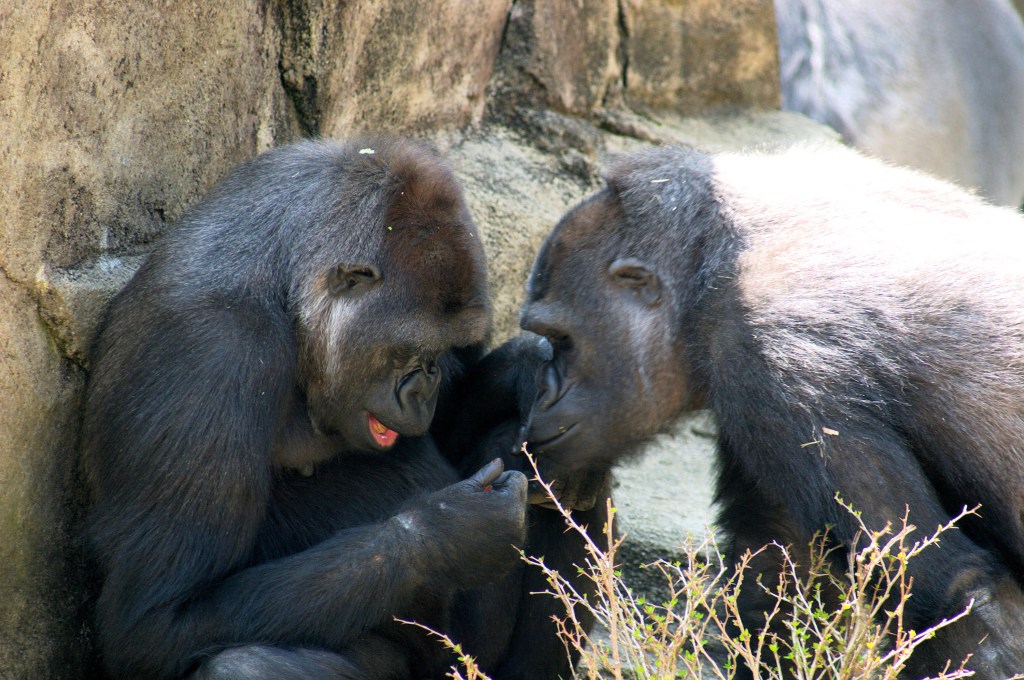 Gorillas_2609