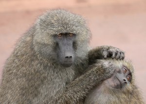 Grooming_monkeys_PLW_edit