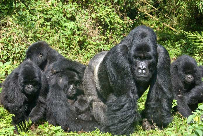mountain-gorillas