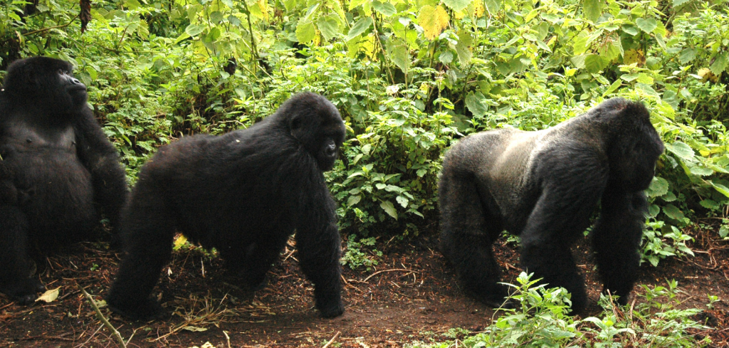 Screen Shot 2016-01-24 at 3.55.00 PM