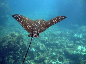 Spotted_Eagle_Ray_(Aetobatus_narinari)2