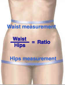 waist-hips-ratio