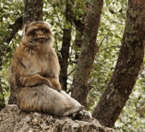 Screen Shot 2016-04-04 at 8.02.04 AM