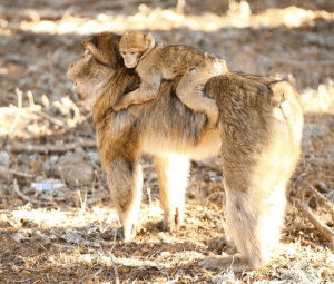 Screen Shot 2016-04-04 at 8.13.00 AM