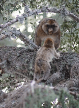 Screen Shot 2016-04-04 at 8.15.46 AM