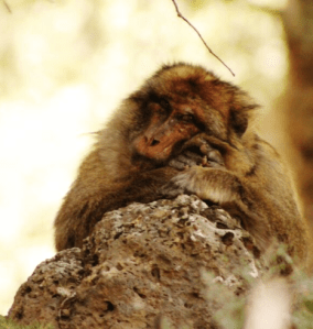 Screen Shot 2016-04-04 at 8.16.56 AM