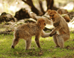 Screen Shot 2016-04-04 at 8.18.00 AM