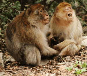 Screen Shot 2016-04-04 at 8.19.09 AM