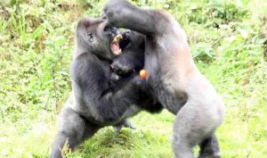 Gorilla-fighting-over-tomato-in-zoe-518489