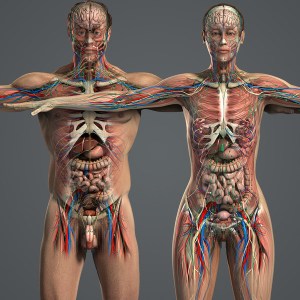 male_and_female_anatomy_complete_01eb18be85-a027-4efc-847c-c1366715e7e6large