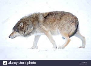 mackenzie-wolf-canadian-wolf-canis-lupus-occidentalis-in-the-snow-crbky9