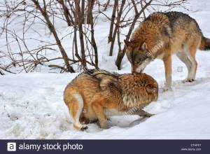 scared-subordinate-wolf-showing-submissive-posture-towards-dominant-cthff7