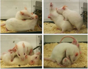 rats-play-fighting-shopped