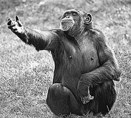 The Body Language of Bonobos and the Evolution of Human&nbsp;Language