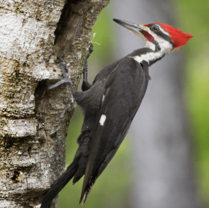 screen-shot-2017-03-05-at-10-02-47-pm