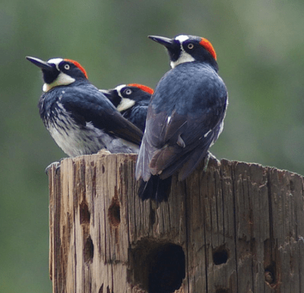 screen-shot-2017-03-05-at-10-04-27-pm