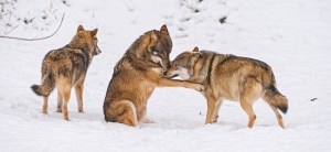 13569908343_fd2e05f46e_b