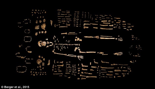 2C22616D00000578-3228991-Meet_the_ancestors_Named_Homo_naledi_the_species_has_been_assign-a-36_1441910399045