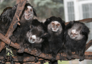 Screen Shot 2017-11-13 at 10.33.33 AM