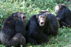 Screen Shot 2017-11-13 at 10.39.01 AM